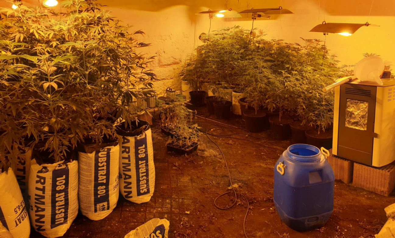 Plantacja konopi indyjskich w Szczucinie zlikwidowana