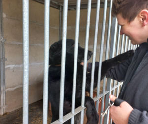 Przybyło psów w schronisku w Henrykowie koło Leszna. Ilość zatrważająca