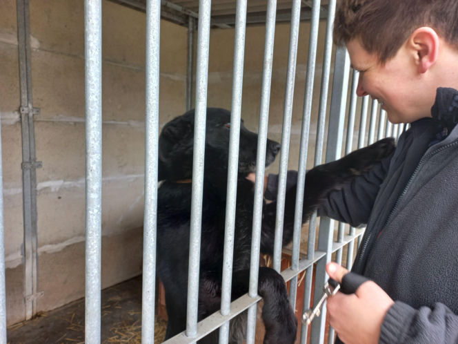 Przybyło psów w schronisku w Henrykowie koło Leszna. "Ilość zatrważająca"