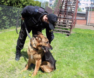 Psy patrolują, ścigają, zatrzymują – rasowi gliniarze