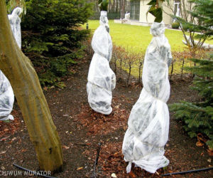 Przygotowanie ogrodu do zimy