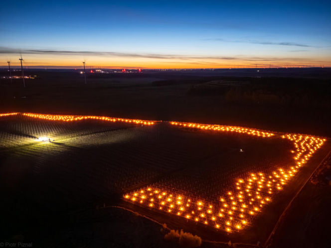 Przymrozki w winnicy - podgrzewanie winorośli