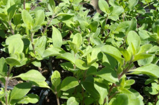 Majeranek ogrodowy = Lebiodka majeranek - Origanum Majorana = Majorana hortensis