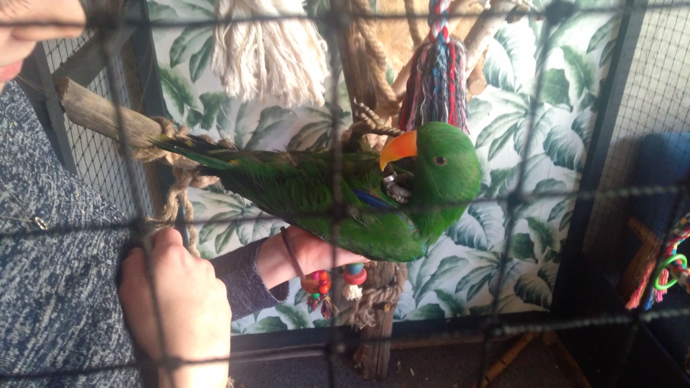 Parrot Coffee