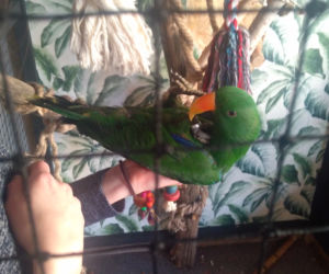Parrot Coffee