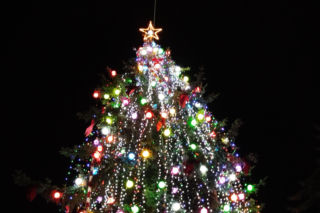 Choinka miejska Siedlce