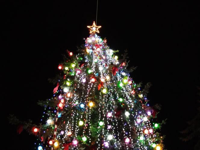 Choinka miejska Siedlce