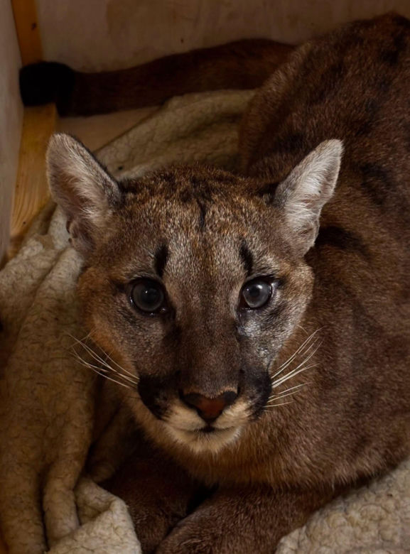 Złapali tajemniczą pumę z polskiego lasu. W poznańskim zoo odkryli zaskakującą rzecz