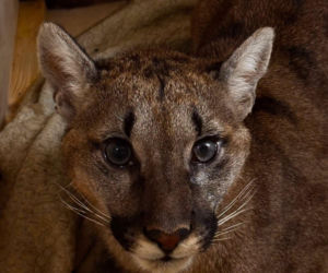 Złapali tajemniczą pumę z polskiego lasu. W poznańskim zoo odkryli zaskakującą rzecz