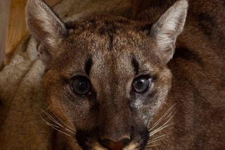 Złapali tajemniczą pumę z polskiego lasu. W poznańskim zoo odkryli zaskakującą rzecz