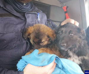 Napierki. Dwa przemoczone szczeniaki znalezione na S7. Uratowali je policjanci