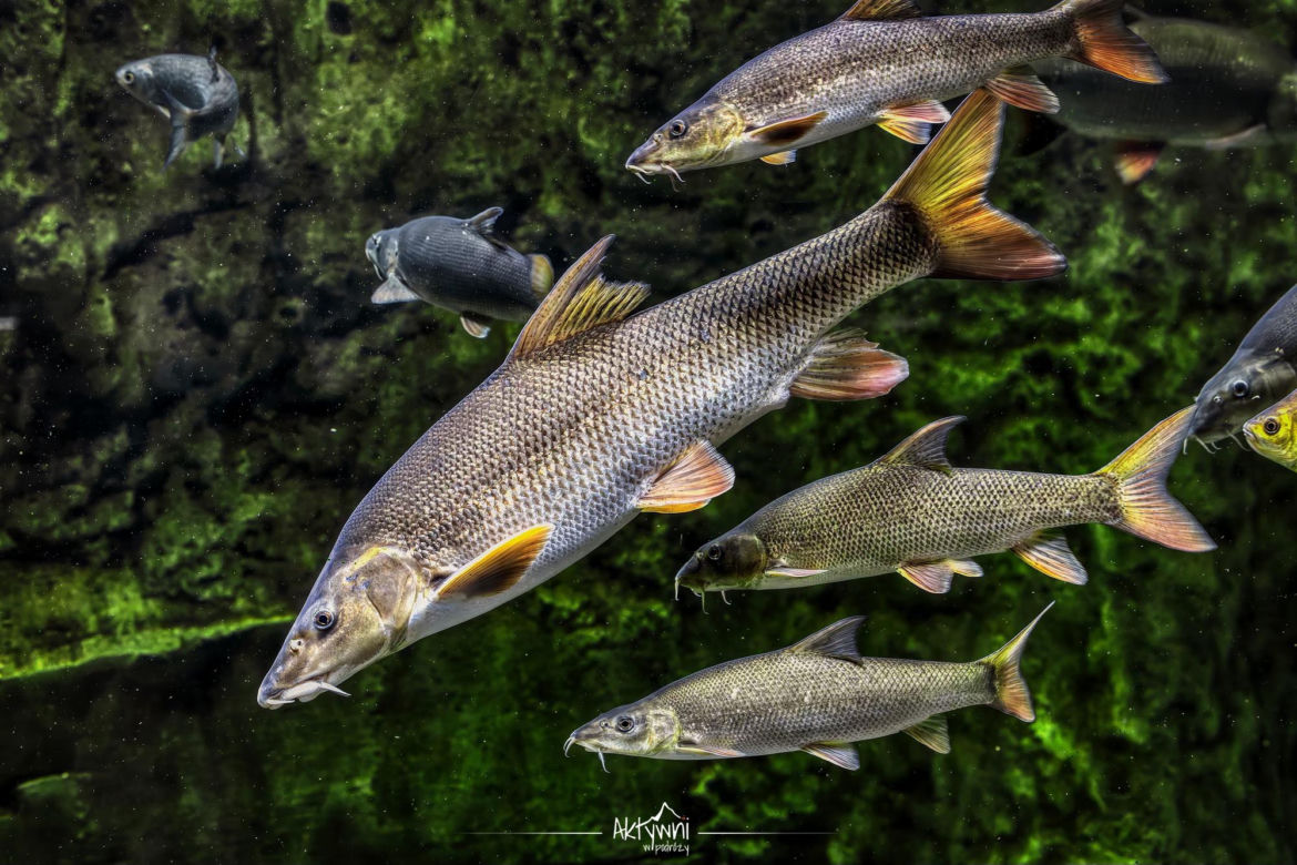 Ośrodek Edukacji Przyrodniczej w Umianowicach 