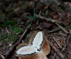 Rosną jak grzyby po deszczu! Grzybiarze szykują się na żniwa