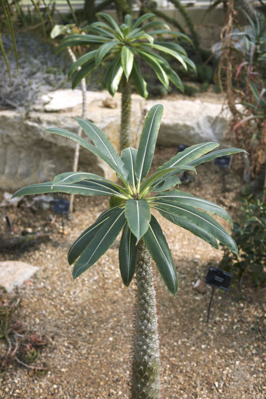 Pachypodium Lamera
