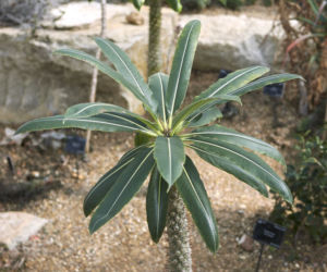 Pachypodium Lamera