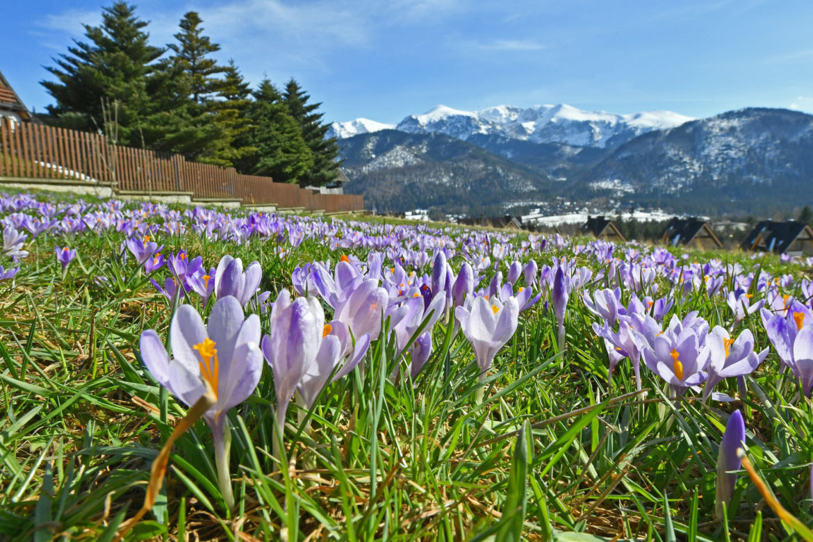 Tatry: Krokusy w Dolinie Chochołowskiej