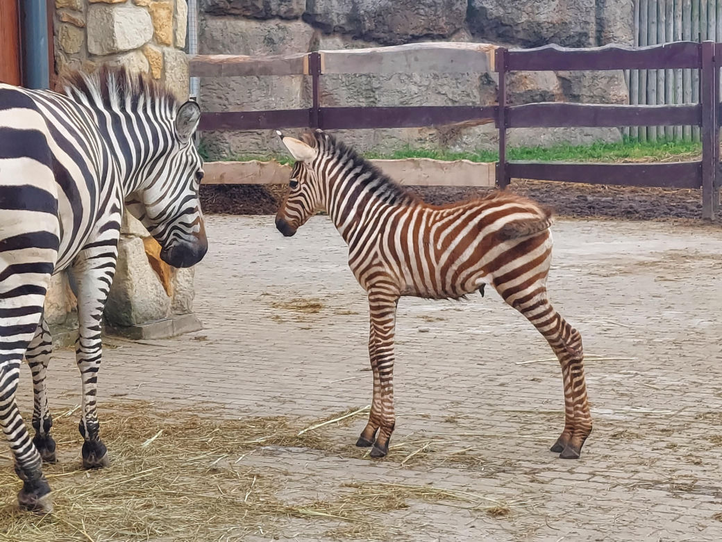 Mała zebra w zamojskim ZOO