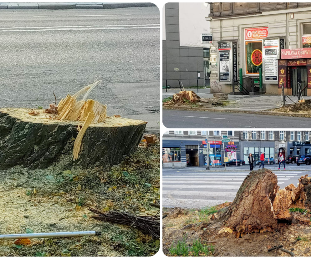 Na alei Wojska Polskiego wycięto kilkanaście drzew. Internauci: Barbarzyństwo!