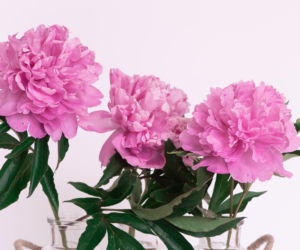 Tych kwiatów nie kupuj, jeśli nie chcesz spać w salonie. Nie uwierzysz, co oznaczają!