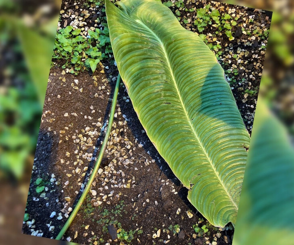 Liść Anthurium veitchii
