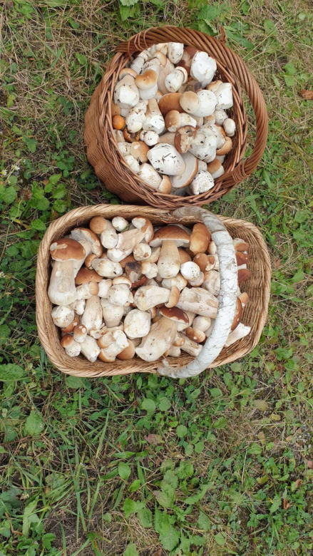 Grzybiarze zapełniają lasy w Świętokrzyskiem. Są borowiki, rydze i maślaki, ale jest pewien problem