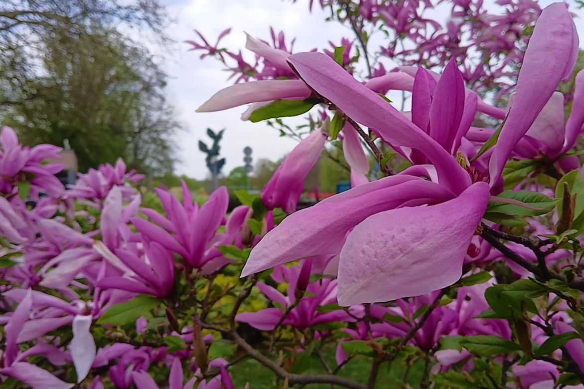 Magnolie w Szczecinie