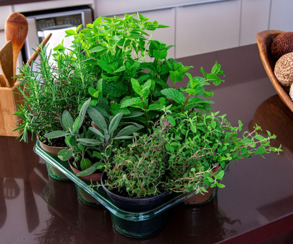 7-sposobow-jak-przechowywac-ziola-zeby-byly-swieze-dluzej