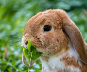 Brutalne morderstwo zwierząt w Częstochowie. Zabił króliki pałką teleskopową. Zapadł wyrok