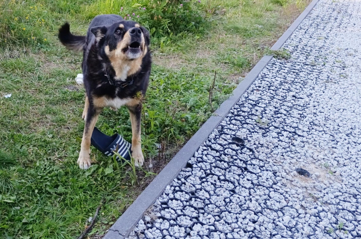 78-latek z Łochowa zginął w wypadku. Syn Zbigniew ostrzegał ojca przed tragedią [ZDJĘCIA]