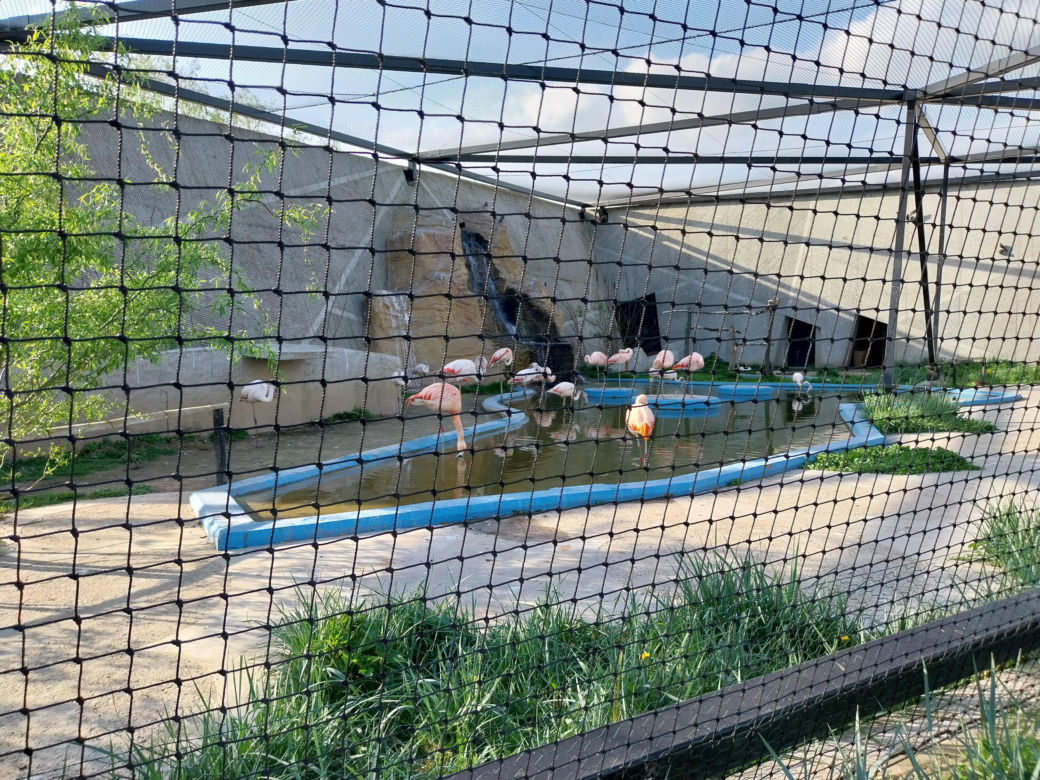 Wiosenny spacer w zamojskim zoo