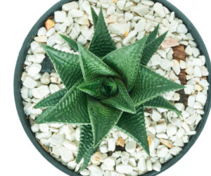Haworthia limifora variegata