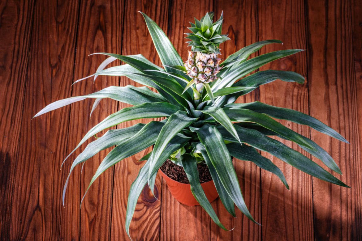 Ananas