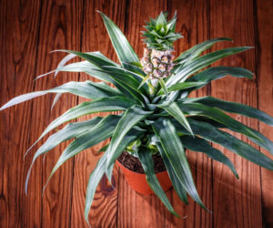 Ananas