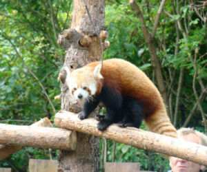 Zoo w Chorzowie: pandy czerwone