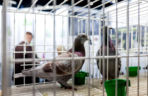 Katowice stolicą gołębiarstwa. Za nami 17. edycja EXPOGołębie. To największa tego typu impreza w Europie