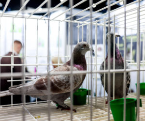 Katowice stolicą gołębiarstwa. Za nami 17. edycja EXPOGołębie. To największa tego typu impreza w Europie