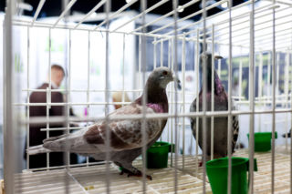 Katowice stolicą gołębiarstwa. Za nami 17. edycja EXPOGołębie. To największa tego typu impreza w Europie