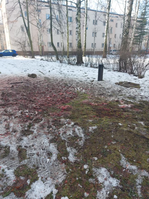Odstrzał dzików pod blokiem w Jaworznie [ZDJĘCIA]