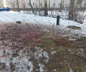 Odstrzał dzików pod blokiem w Jaworznie [ZDJĘCIA]