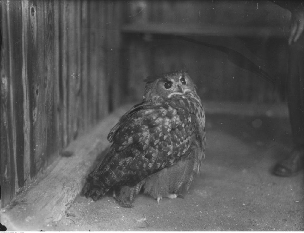 Budowa przyszłego ZOO