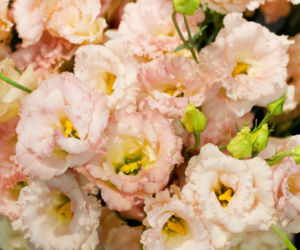 Eustoma wielkokwiatowa