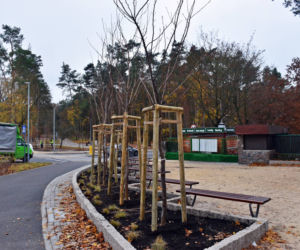 Nowe nasadzenia na węźle Głębokie