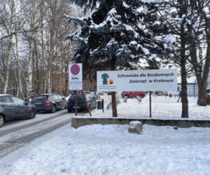 Los psiaka poruszył tysiące ludzi. 13-letnia Ksena ze schroniska w Krakowie wreszcie ma dom