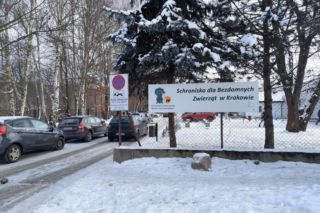 Los psiaka poruszył tysiące ludzi. 13-letnia Ksena ze schroniska w Krakowie wreszcie ma dom