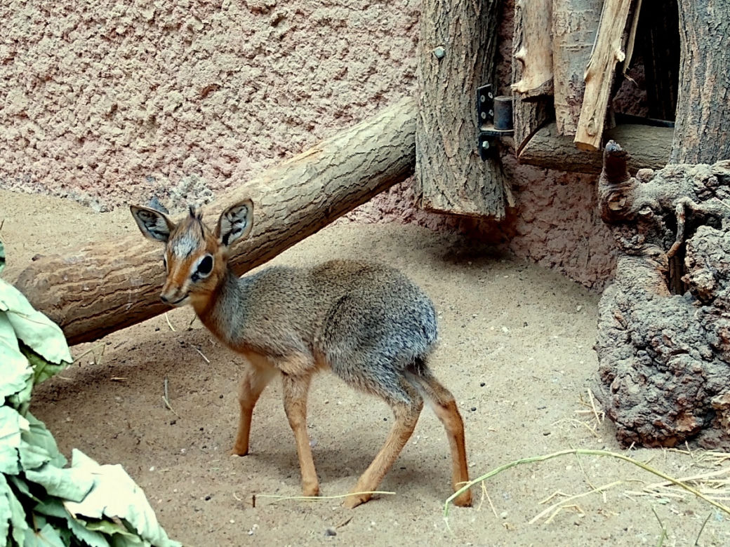 We wrocławskim zoo urodził się mały dikdik