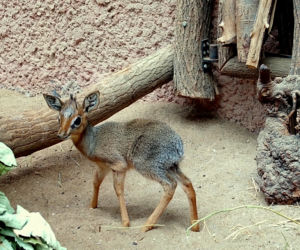 We wrocławskim zoo urodził się mały dikdik