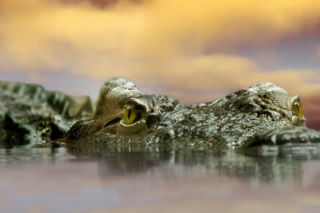 71-letni wędkarz pozował ze złowioną rybą. Potężny aligator złapał go za nogę i wciągnął pod wodę