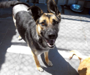 Psy z Radys już w Kędzierzynie-Koźlu! Możesz je adoptować