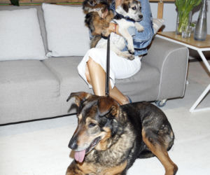 Goście Zespołu ds. Ochrony Zwierząt w Sejmie