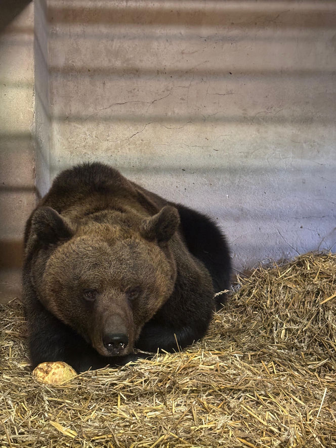 Z piekła do azylu! Uratowana niedźwiedzica Poca zaczyna nowe życie w Poznaniu
